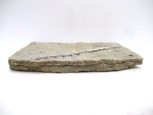 Archimedes Bryozoa - Mississippian Age from Illinois #120 - Image 2