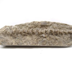 Archimedes Bryozoa - Mississippian Age from Illinois #121