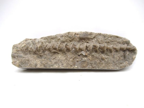 Archimedes Bryozoa - Mississippian Age from Illinois #121