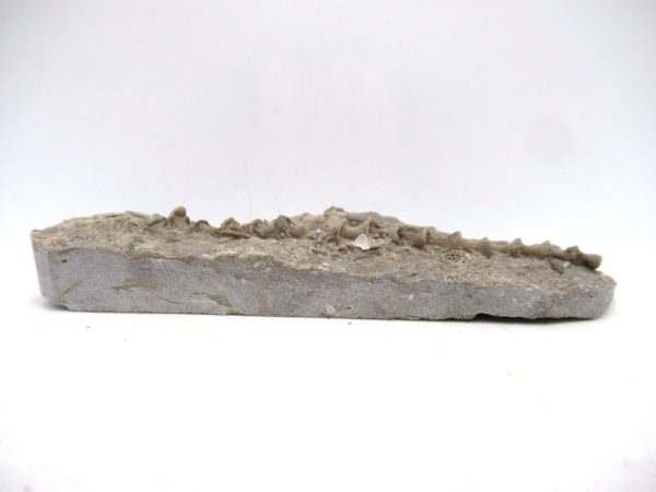 Archimedes Bryozoa - Mississippian Age from Illinois #121 - Image 2
