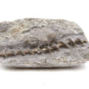 Archimedes Bryozoa - Mississippian Age from Illinois #122