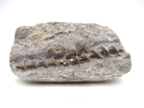 Archimedes Bryozoa - Mississippian Age from Illinois #122
