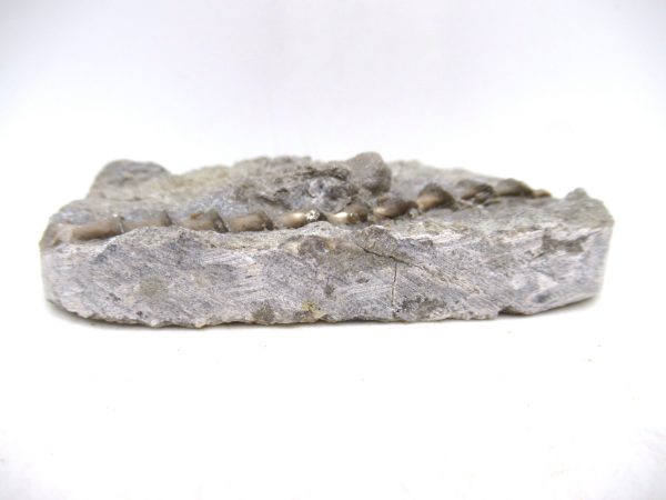 Archimedes Bryozoa - Mississippian Age from Illinois #122 - Image 2
