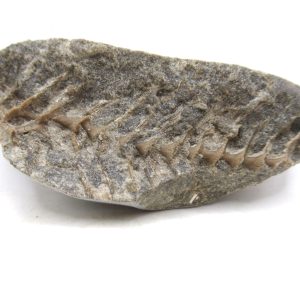 Archimedes Bryozoa - Mississippian Age from Illinois #123