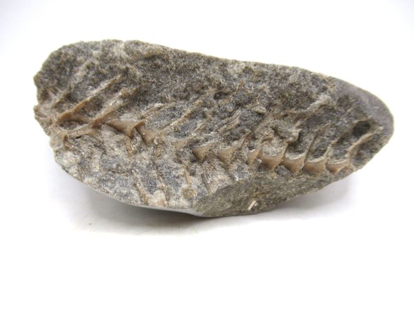 Archimedes Bryozoa - Mississippian Age from Illinois #123