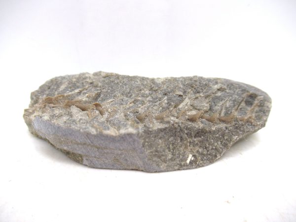 Archimedes Bryozoa - Mississippian Age from Illinois #123 - Image 2