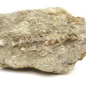 Archimedes Bryozoa - Mississippian Age from Illinois #124