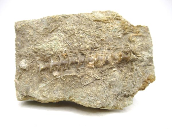 Archimedes Bryozoa - Mississippian Age from Illinois #124