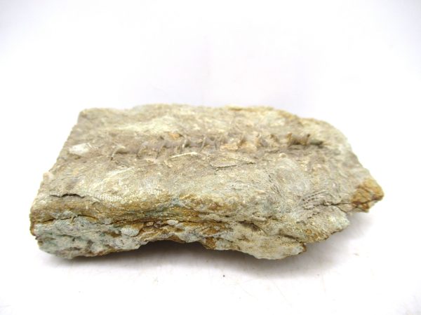 Archimedes Bryozoa - Mississippian Age from Illinois #124 - Image 2