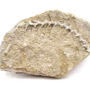 Archimedes Bryozoa - Mississippian Age from Illinois #125