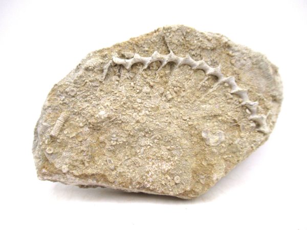 Archimedes Bryozoa - Mississippian Age from Illinois #125