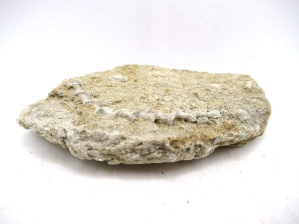 Archimedes Bryozoa - Mississippian Age from Illinois #125 - Image 2
