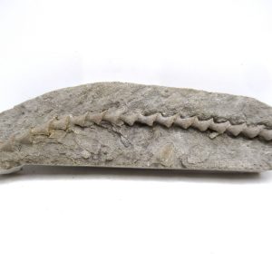 Archimedes Bryozoa - Mississippian Age from Illinois #126