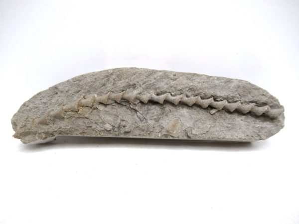 Archimedes Bryozoa - Mississippian Age from Illinois #126
