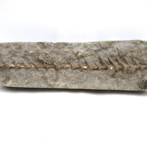 Archimedes Bryozoa - Mississippian Age from Illinois #127