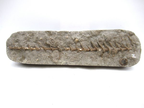 Archimedes Bryozoa - Mississippian Age from Illinois #127