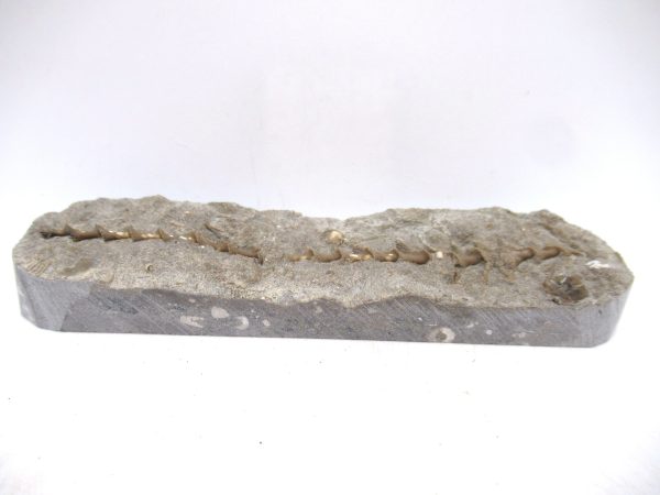 Archimedes Bryozoa - Mississippian Age from Illinois #127 - Image 2