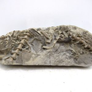 Archimedes Bryozoa - Mississippian Age from Illinois #128