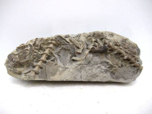 Archimedes Bryozoa - Mississippian Age from Illinois #128