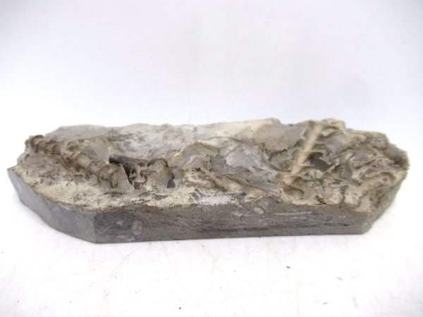 Archimedes Bryozoa - Mississippian Age from Illinois #128 - Image 2