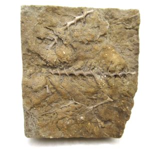 Archimedes Bryozoa - Mississippian Age from Illinois #129
