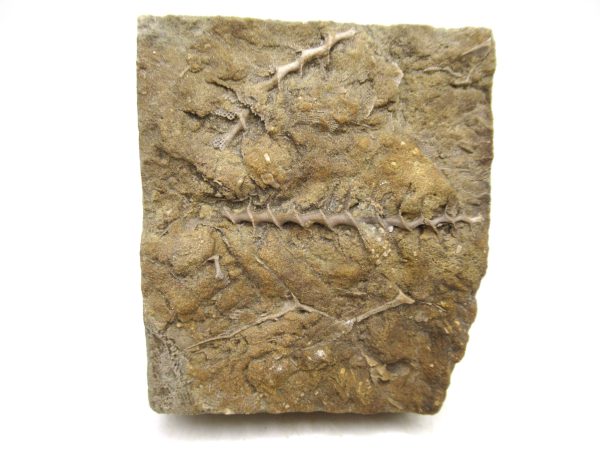 Archimedes Bryozoa - Mississippian Age from Illinois #129