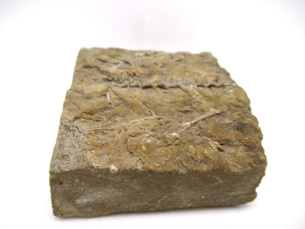 Archimedes Bryozoa - Mississippian Age from Illinois #129 - Image 2