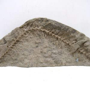 Archimedes Bryozoa - Mississippian Age from Illinois #130