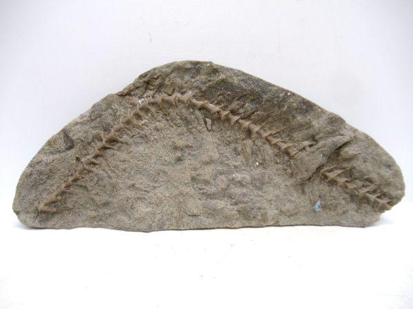 Archimedes Bryozoa - Mississippian Age from Illinois #130