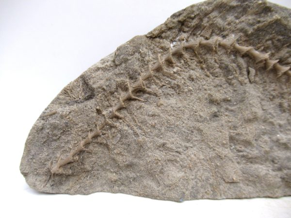 Archimedes Bryozoa - Mississippian Age from Illinois #130 - Image 2