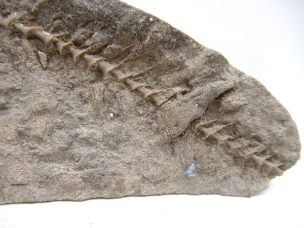 Archimedes Bryozoa - Mississippian Age from Illinois #130 - Image 3