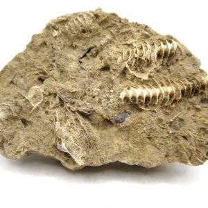 Archimedes Bryozoa - Mississippian Age from Illinois #131