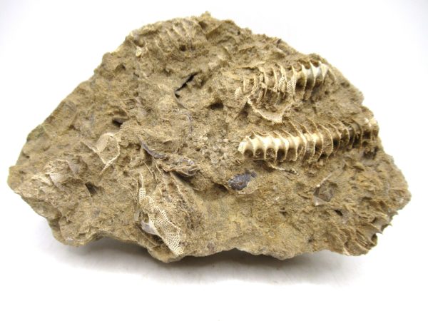 Archimedes Bryozoa - Mississippian Age from Illinois #131