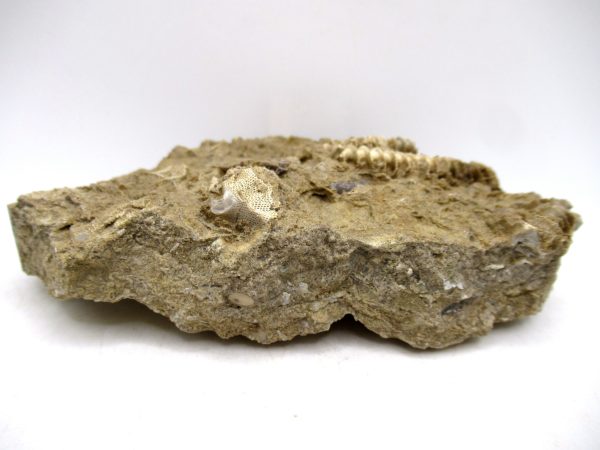Archimedes Bryozoa - Mississippian Age from Illinois #131 - Image 2