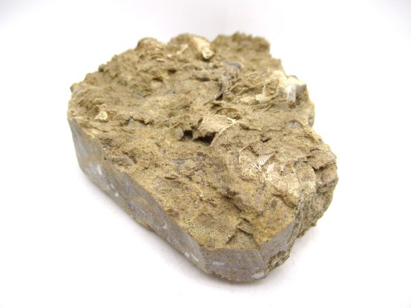 Archimedes Bryozoa - Mississippian Age from Illinois #131 - Image 3