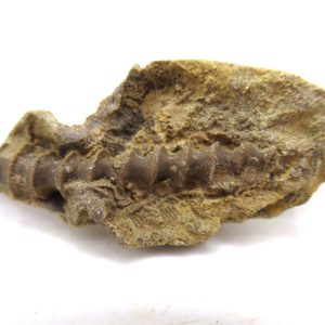 Archimedes Bryozoa - Mississippian Age from Illinois #93
