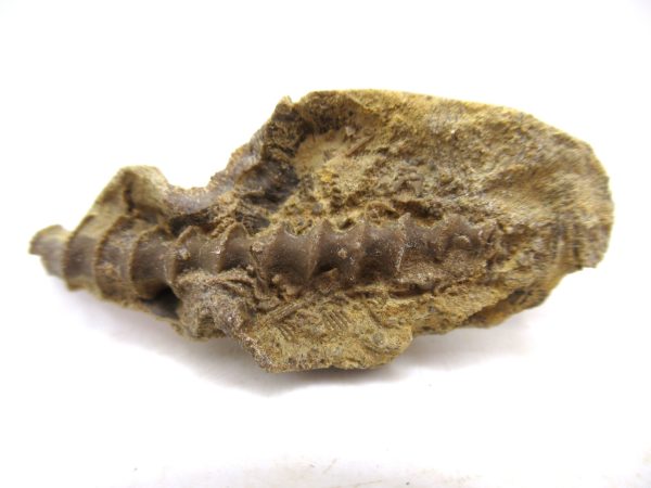 Archimedes Bryozoa - Mississippian Age from Illinois #93