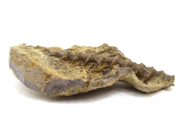 Archimedes Bryozoa - Mississippian Age from Illinois #93 - Image 2