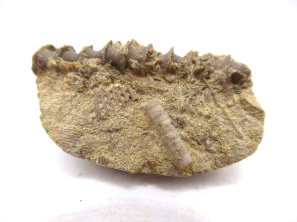 Archimedes Bryozoa - Mississippian Age from Illinois #94