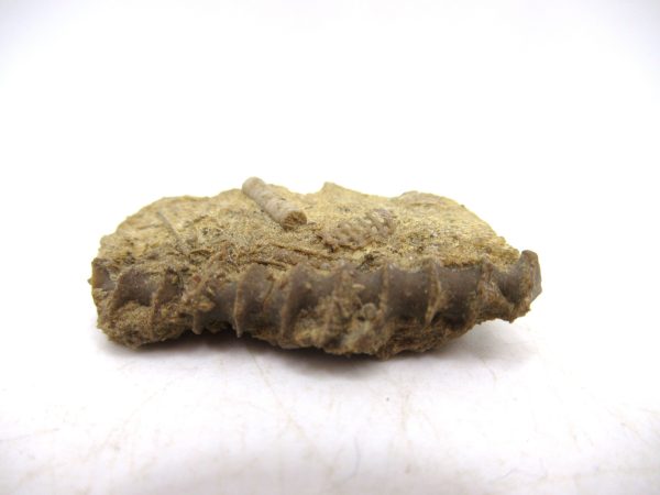Archimedes Bryozoa - Mississippian Age from Illinois #94 - Image 2