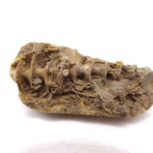 Archimedes Bryozoa - Mississippian Age from Illinois #95