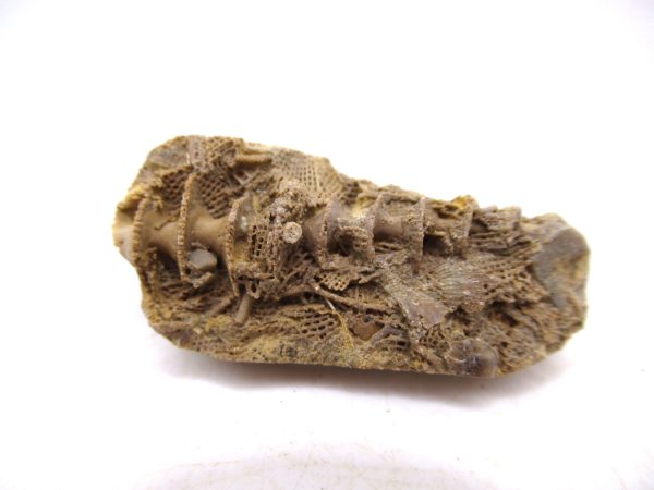 Archimedes Bryozoa - Mississippian Age from Illinois #95