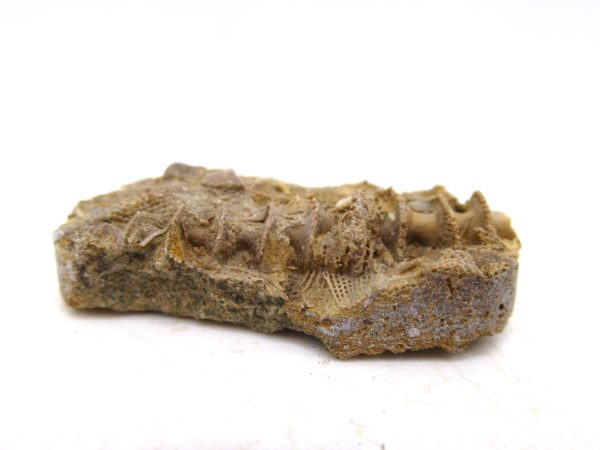 Archimedes Bryozoa - Mississippian Age from Illinois #95 - Image 2