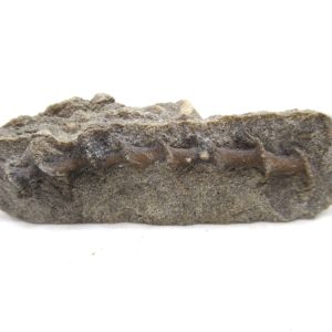 Archimedes Bryozoa - Mississippian Age from Illinois #96