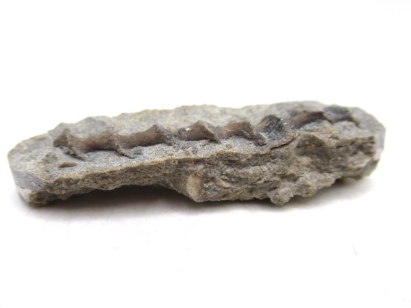 Archimedes Bryozoa - Mississippian Age from Illinois #96 - Image 2