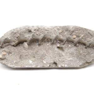 Archimedes Bryozoa - Mississippian Age from Illinois #97