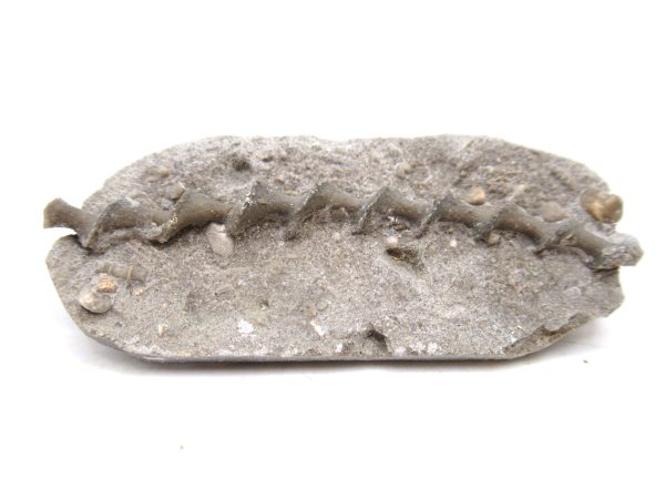 Archimedes Bryozoa - Mississippian Age from Illinois #97
