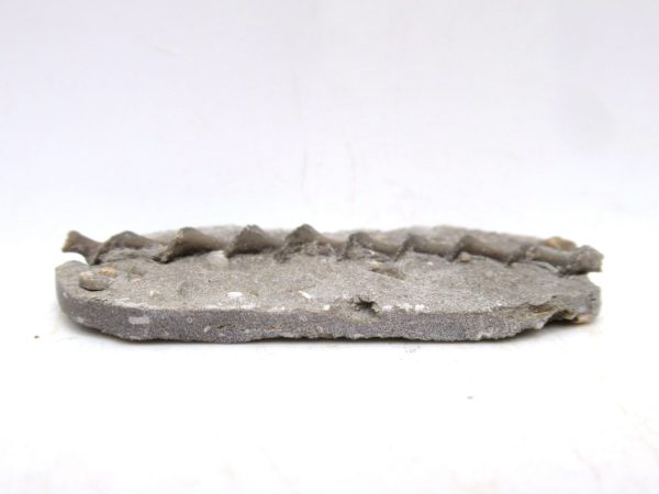 Archimedes Bryozoa - Mississippian Age from Illinois #97 - Image 2