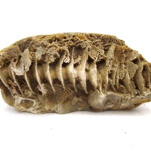 Archimedes Bryozoa - Mississippian Age from Illinois #98