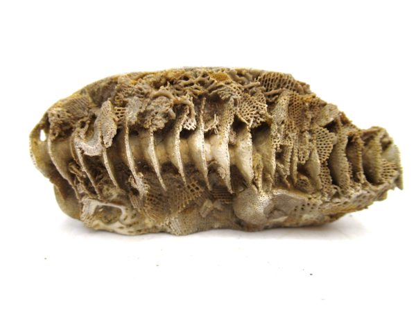 Archimedes Bryozoa - Mississippian Age from Illinois #98